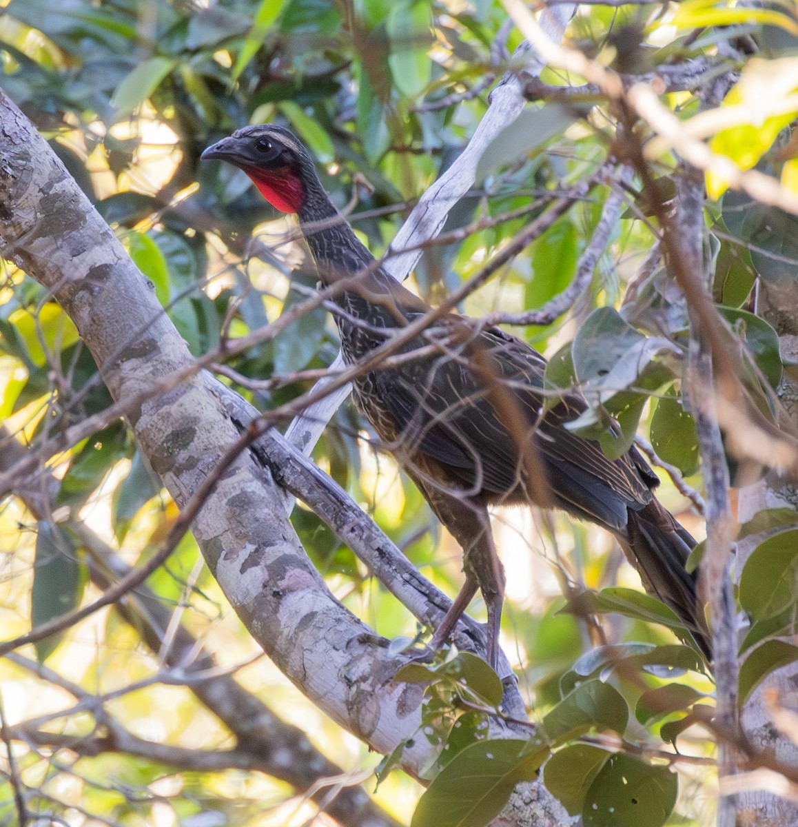 Rusty-margined Guan - ML623019654