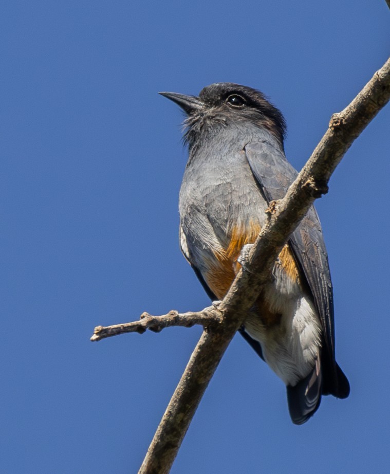 Swallow-winged Puffbird - ML623019659