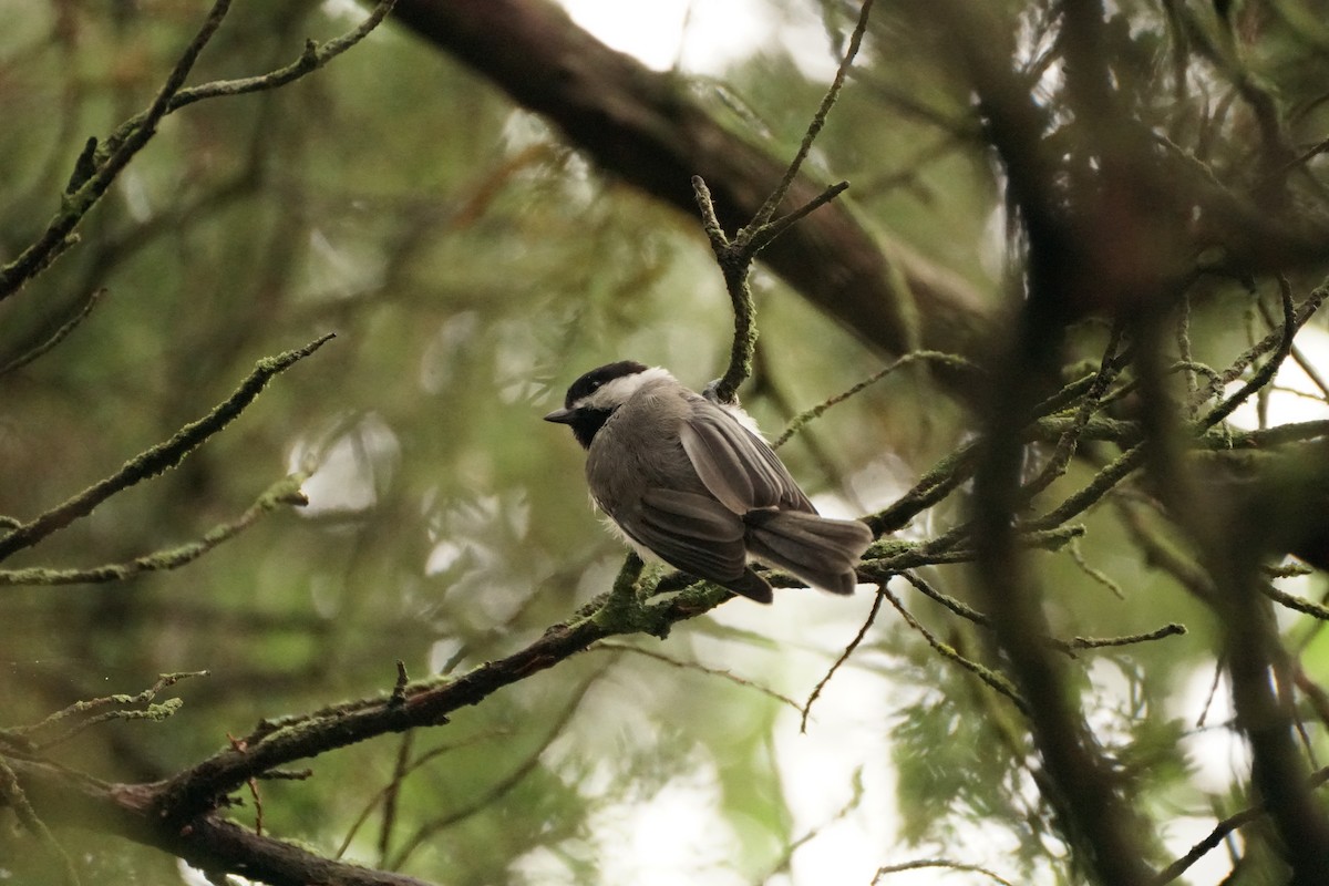 Carolina Chickadee - ML623019664