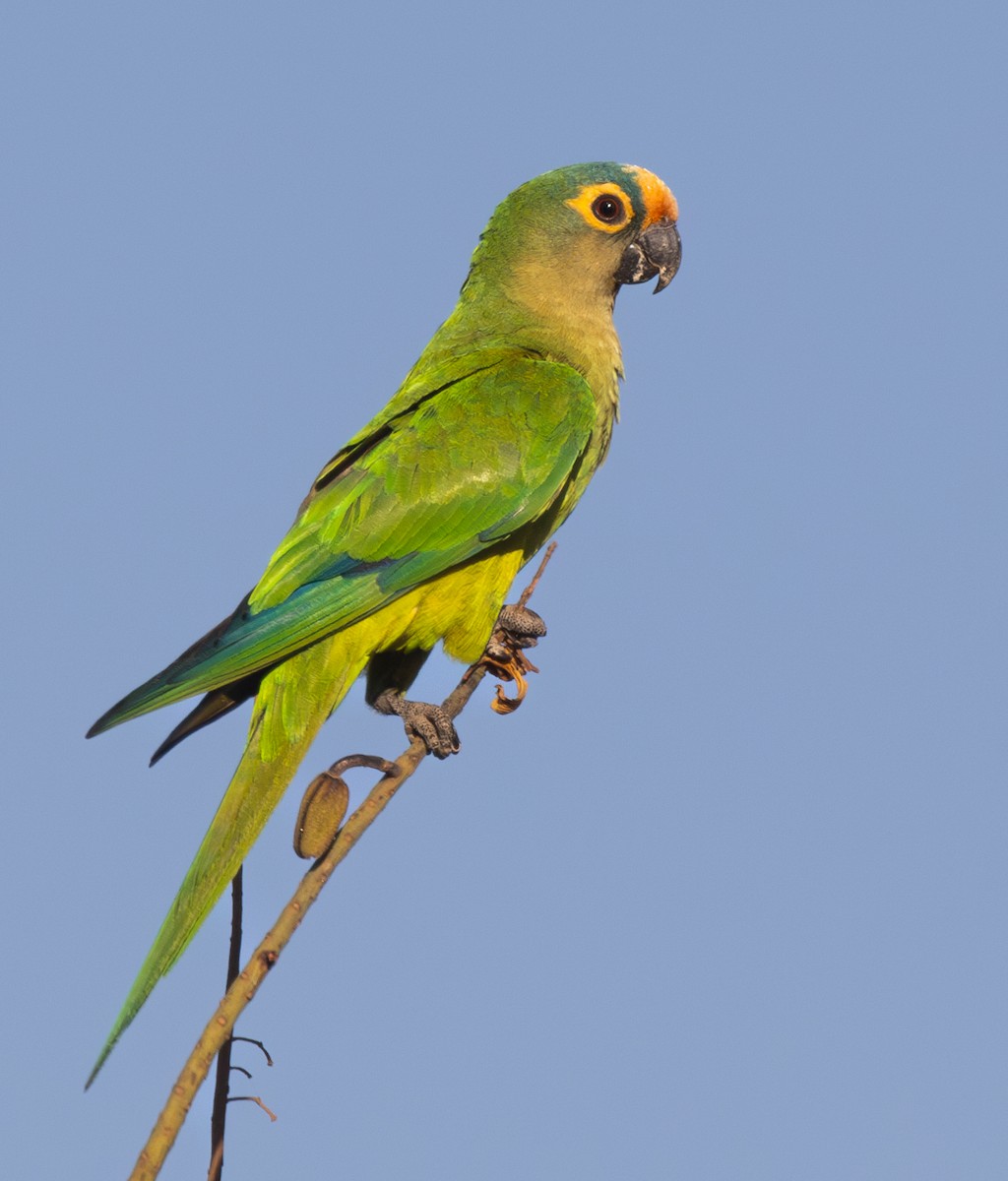 Peach-fronted Parakeet - ML623019676