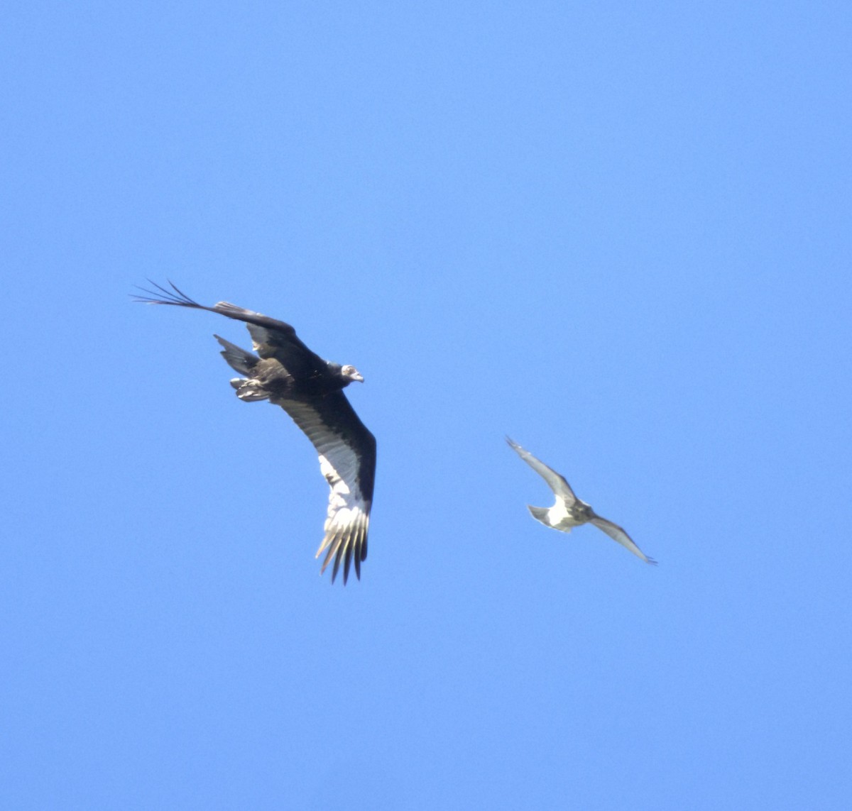 Turkey Vulture - ML623019681