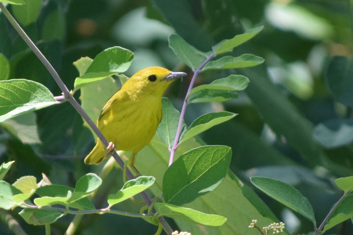 Yellow Warbler (Northern) - ML623019730