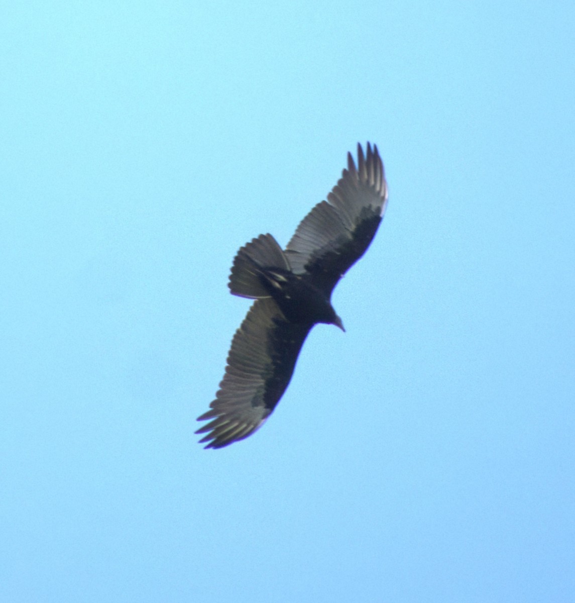 Turkey Vulture - ML623019779