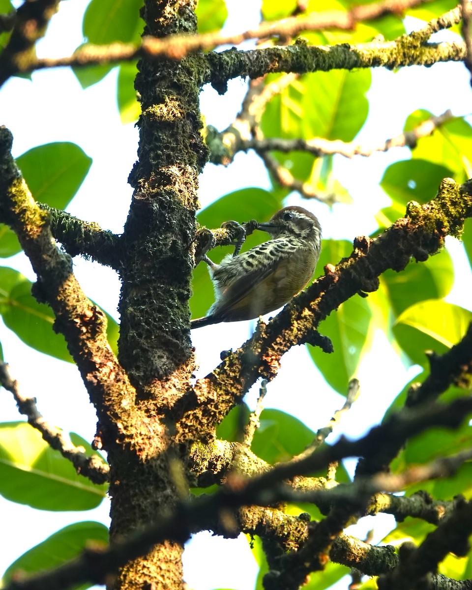 Speckled Piculet - ML623019856