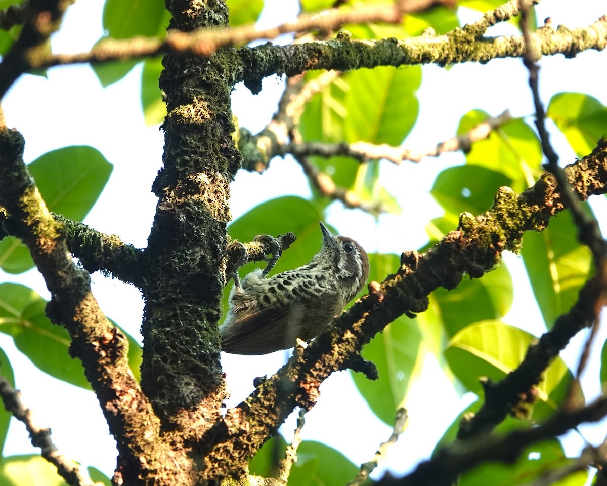 Speckled Piculet - ML623019871