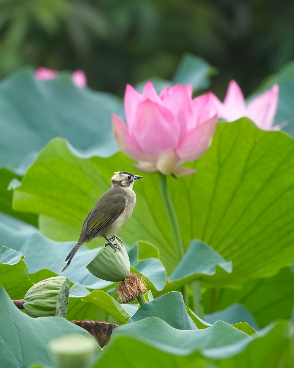 Light-vented Bulbul - ML623019873