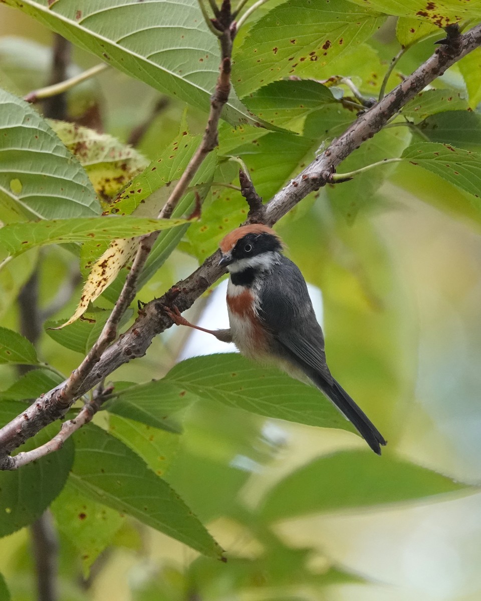 Black-throated Tit - ML623019877