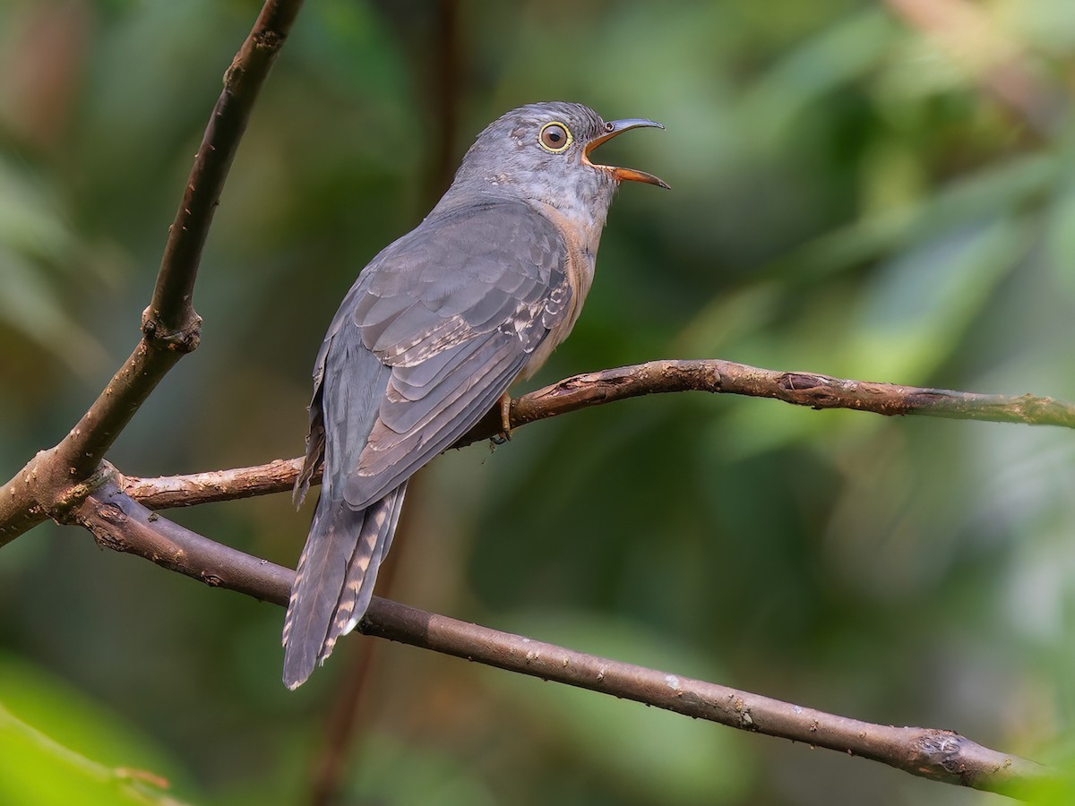 Sunda Brush Cuckoo - Cacomantis sepulcralis - Birds of the World