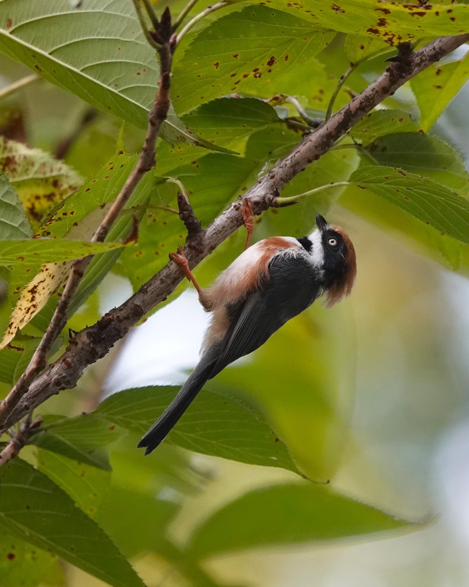 Black-throated Tit - ML623019882