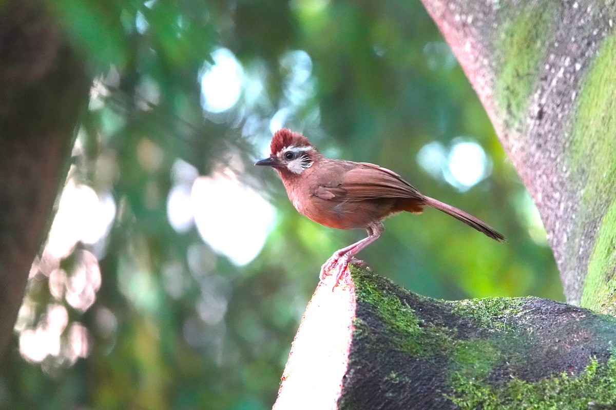 White-browed Laughingthrush - ML623019886