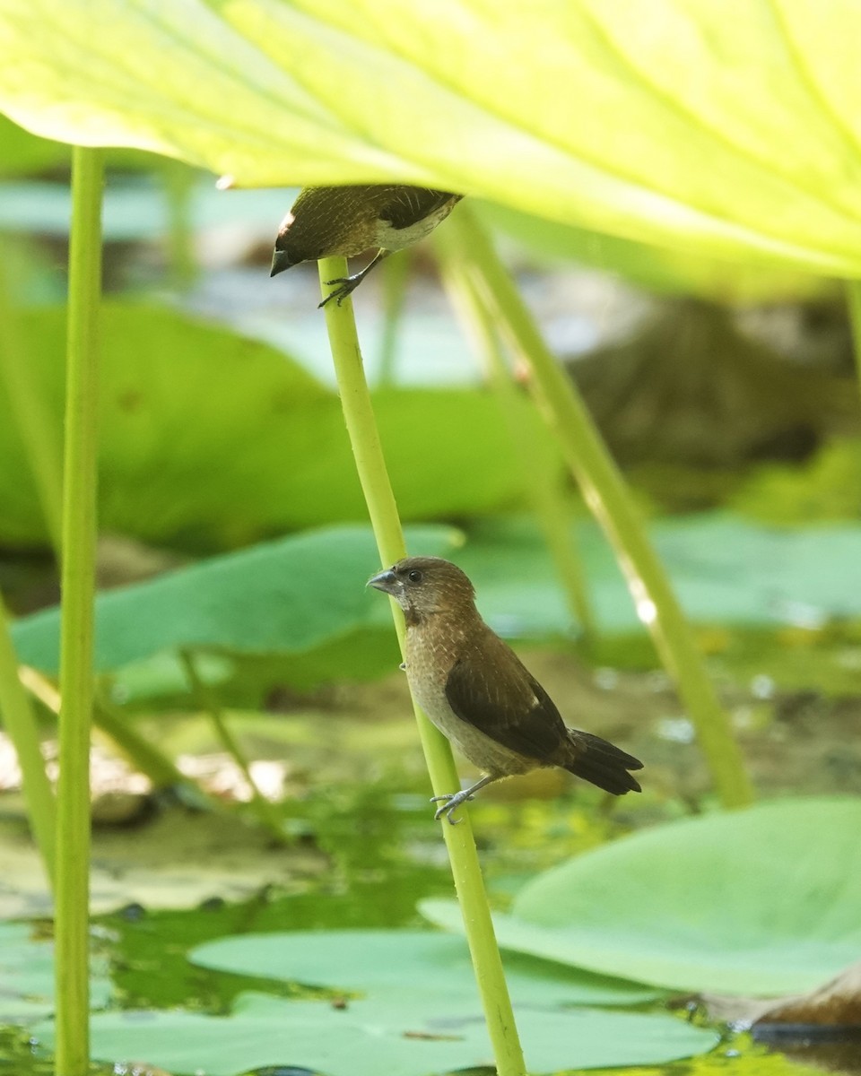 White-rumped Munia - ML623019892