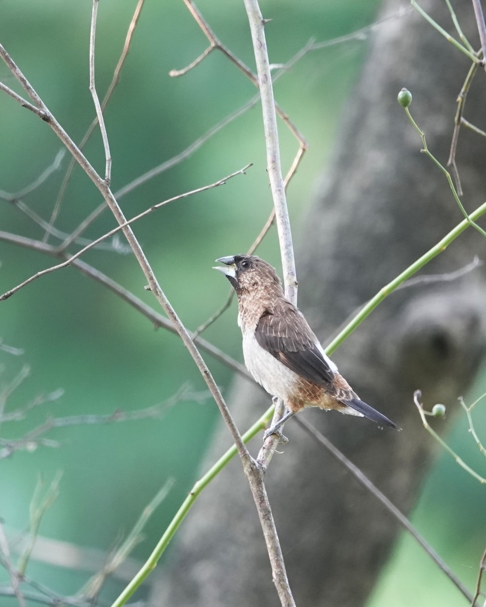 White-rumped Munia - ML623019896