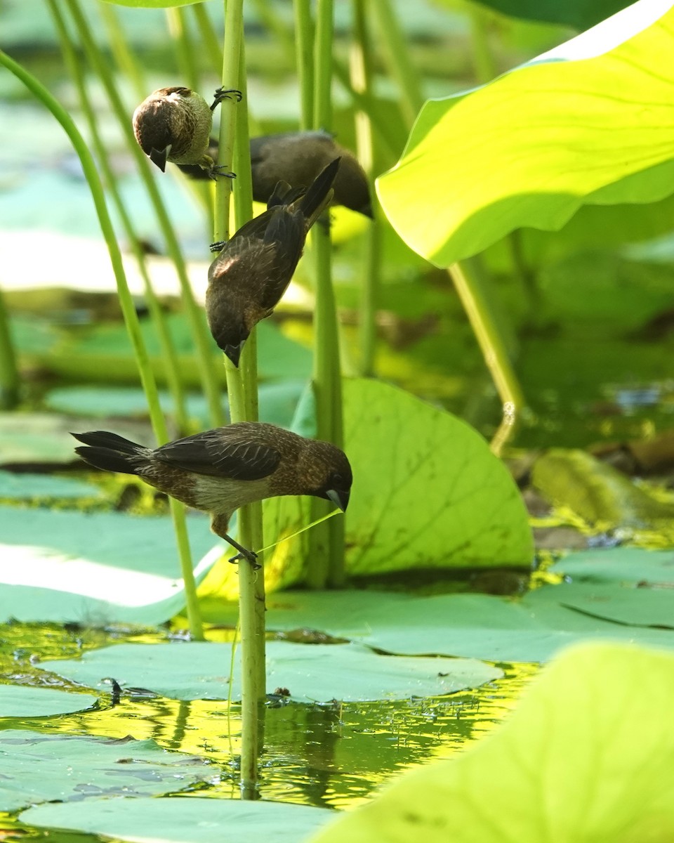 White-rumped Munia - ML623019898