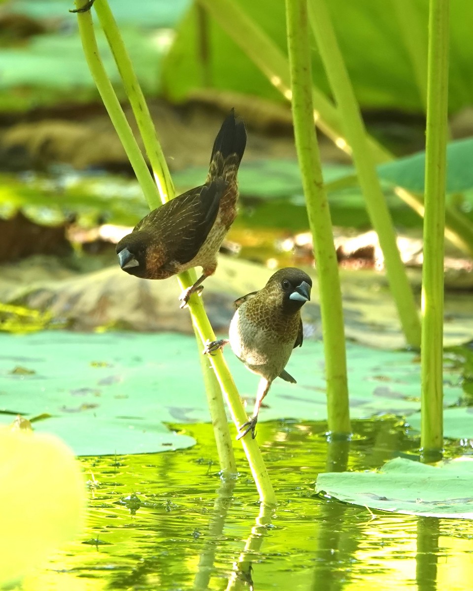 White-rumped Munia - ML623019904