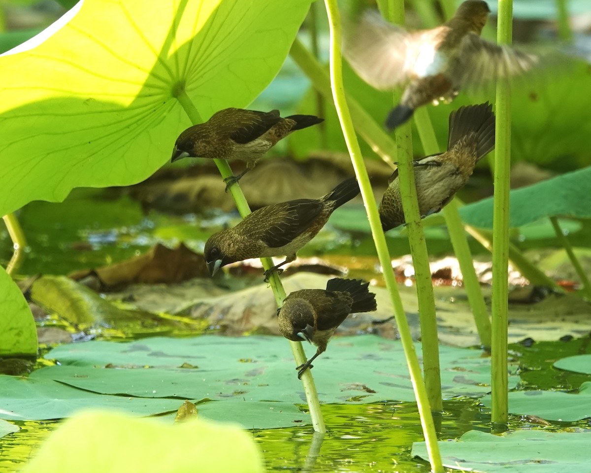 White-rumped Munia - ML623019908