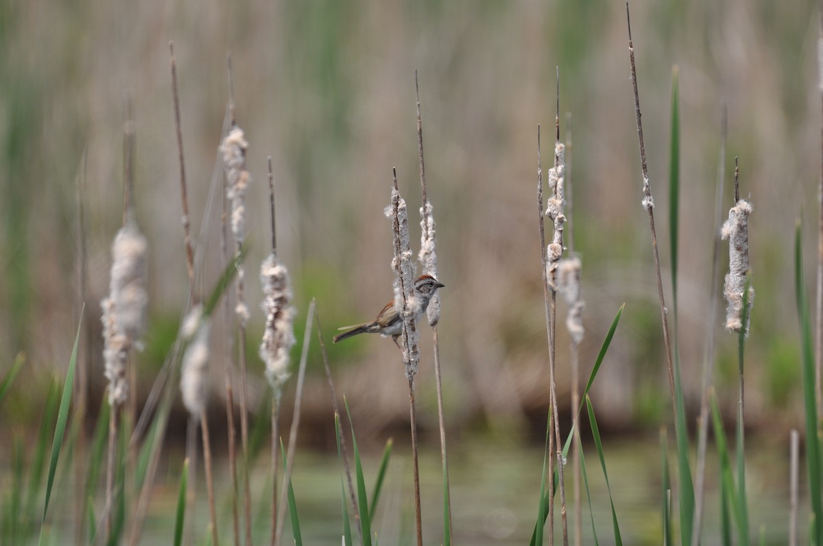 Swamp Sparrow - ML623019910