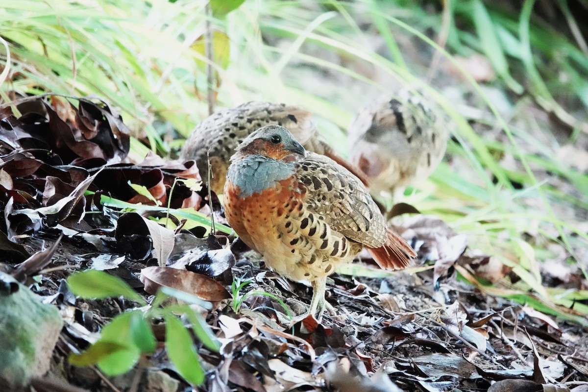 Chinese Bamboo-Partridge - ML623019928