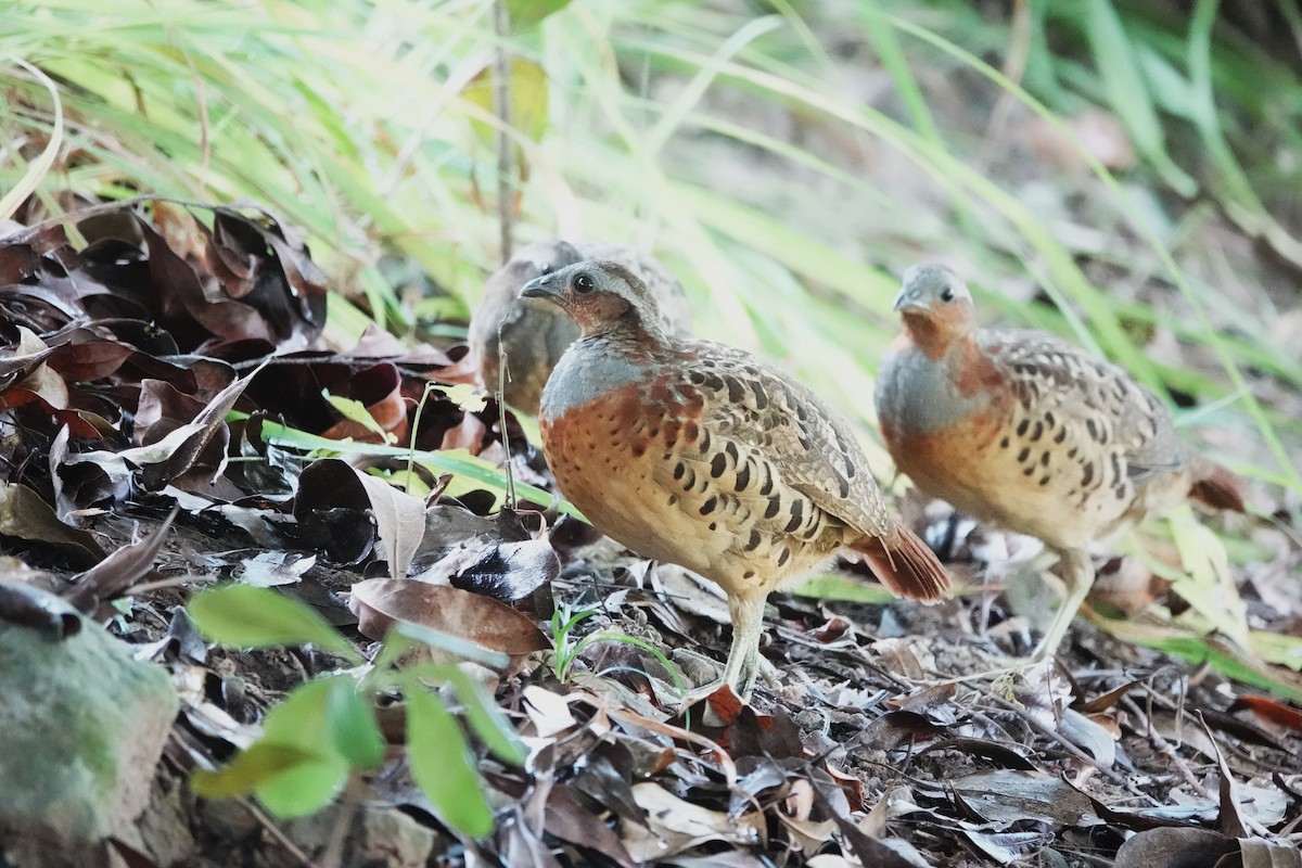 Chinese Bamboo-Partridge - ML623019933