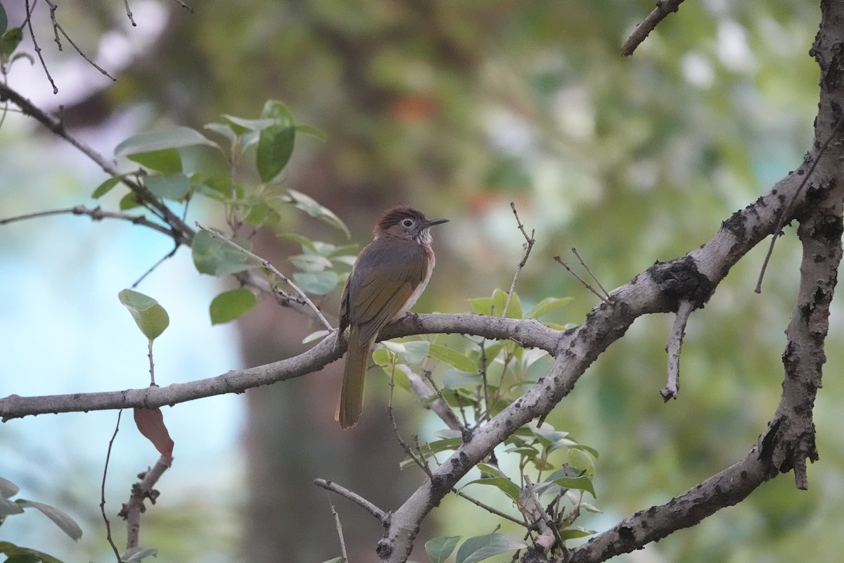 Mountain Bulbul - ML623019952