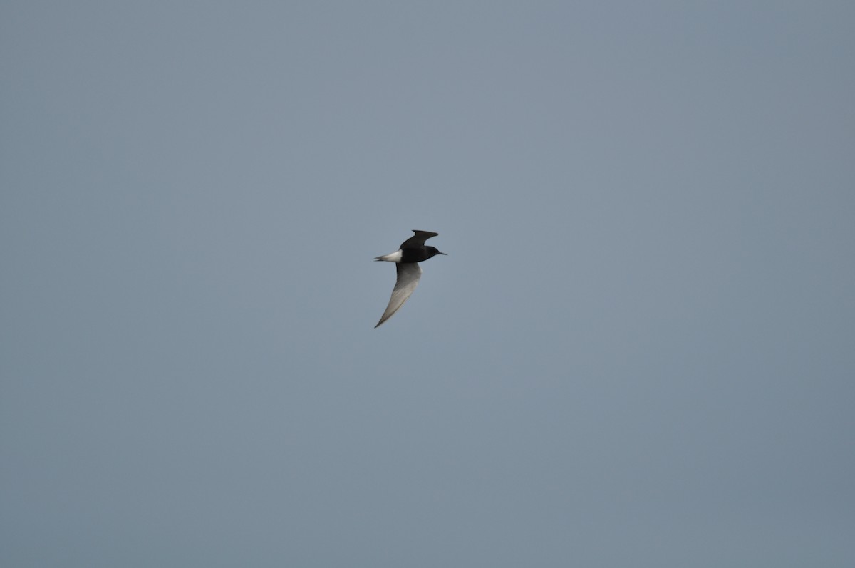 Black Tern - Timothy Gluch