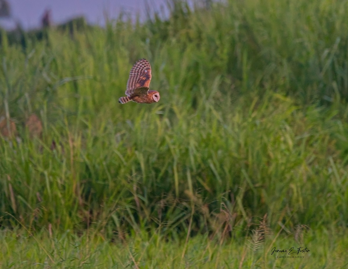 American Barn Owl - ML623019959