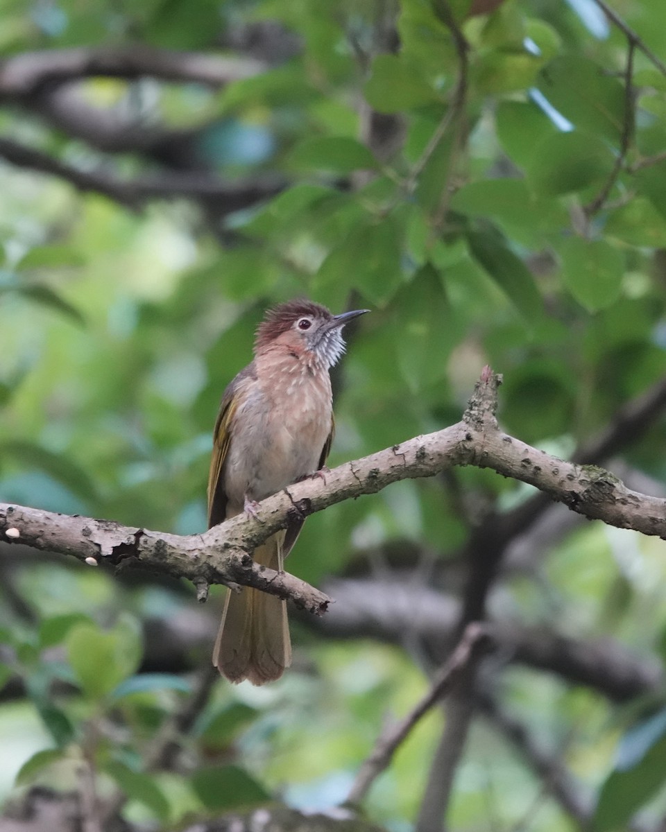 Mountain Bulbul - ML623019960