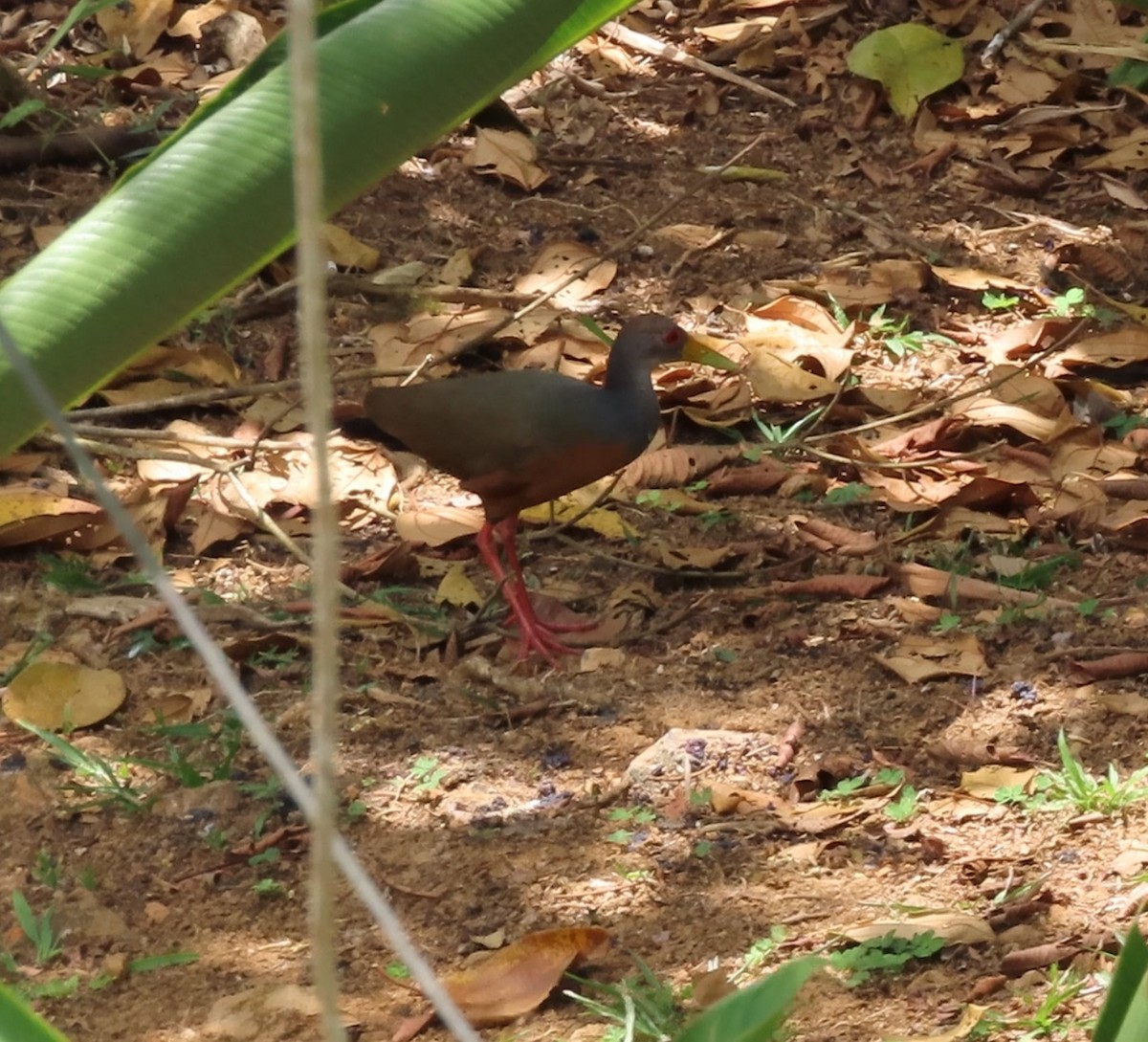 Gray-cowled Wood-Rail - ML623019962