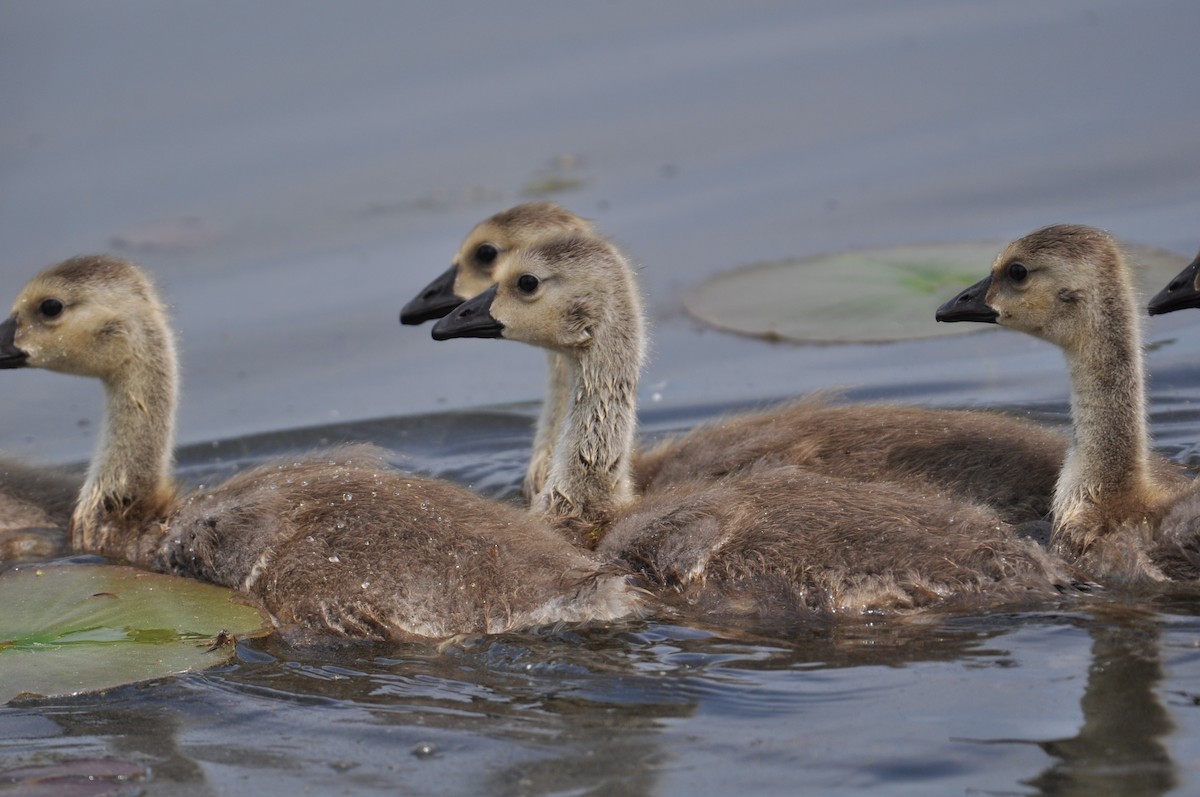 Canada Goose - ML623019980