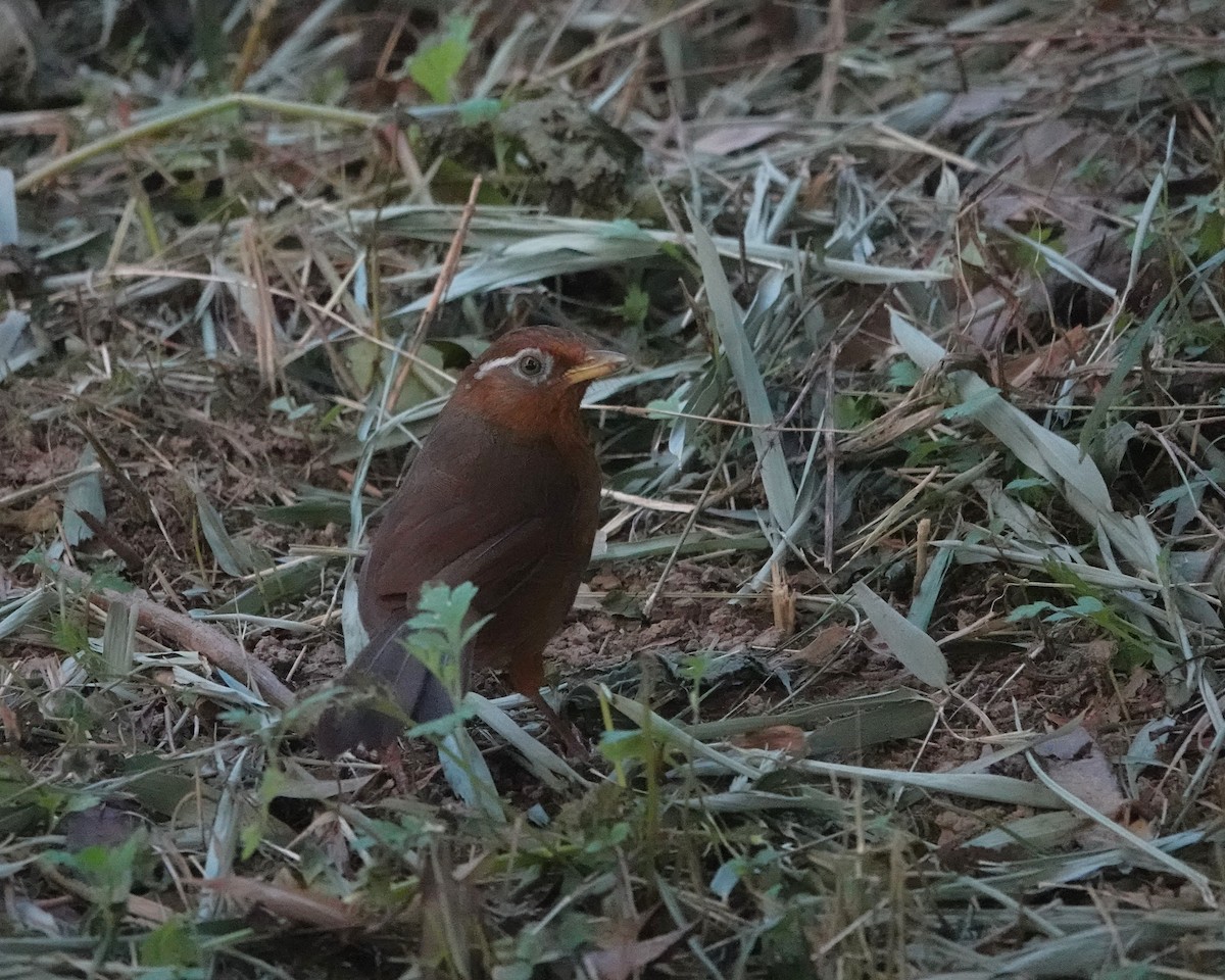 大陸畫眉 - ML623020084