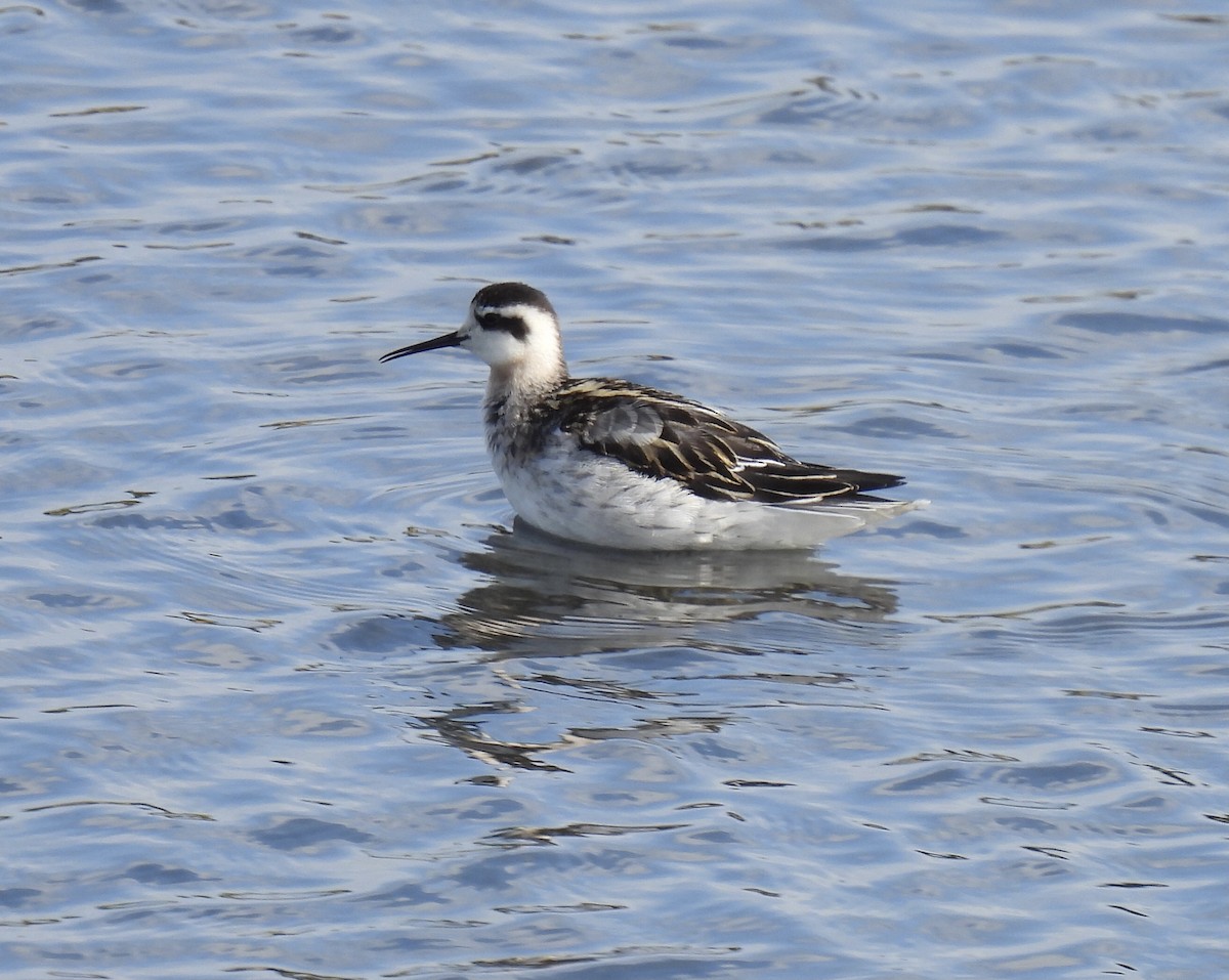 Red-necked Phalarope - ML623020168