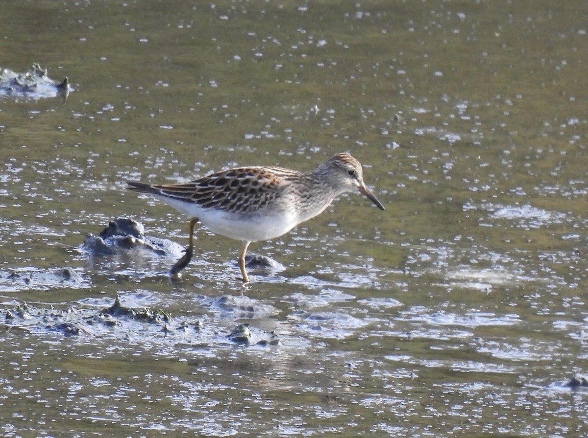 Pectoral Sandpiper - ML623020176