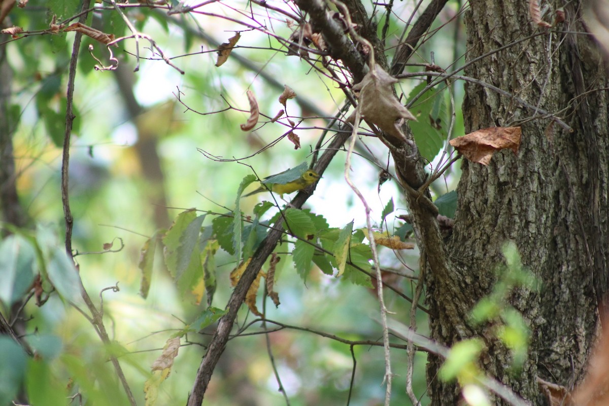 Hooded Warbler - ML623020218