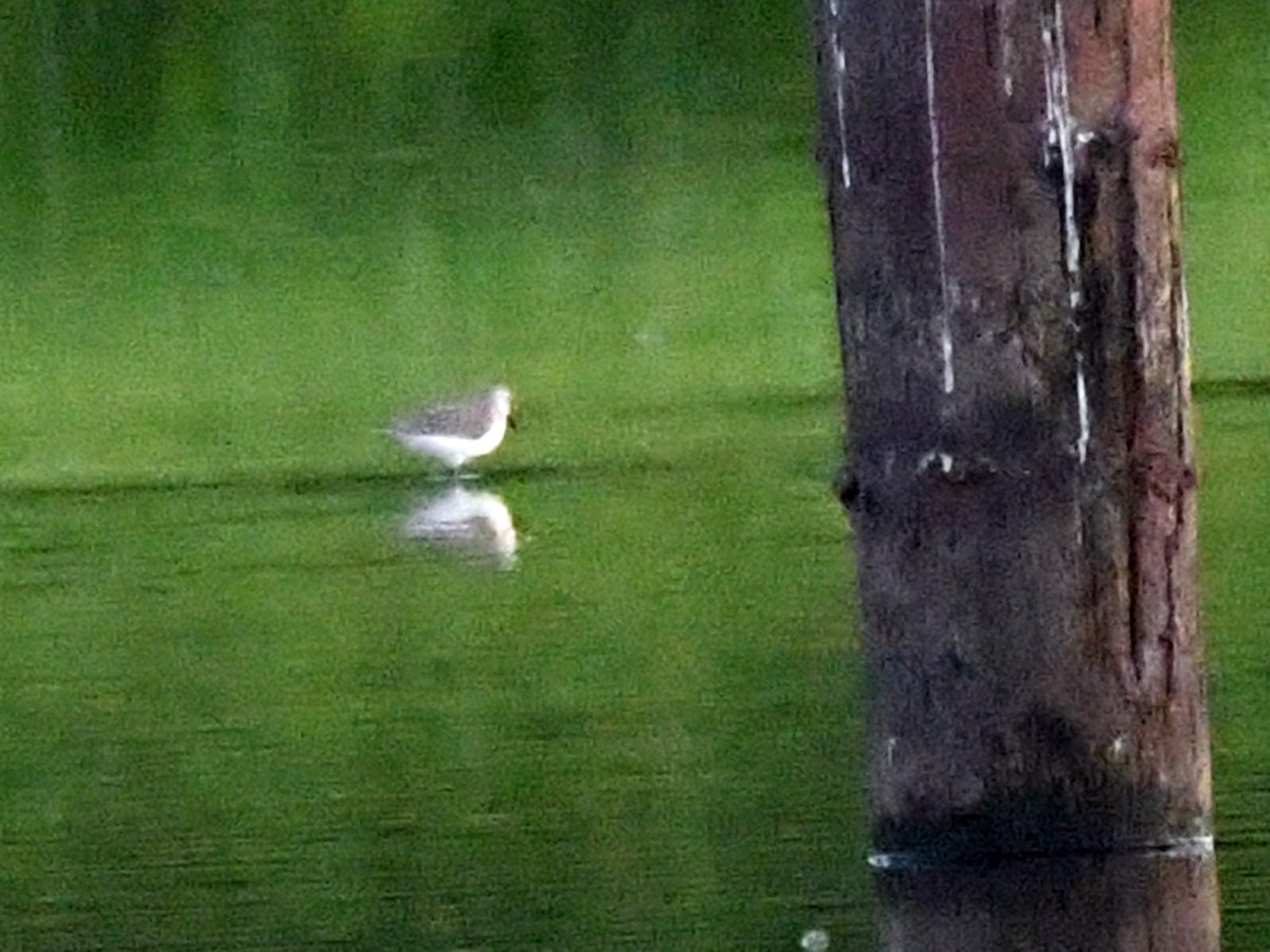 Western Sandpiper - ML623020248