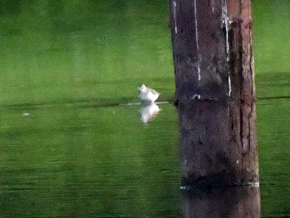 Western Sandpiper - ML623020250