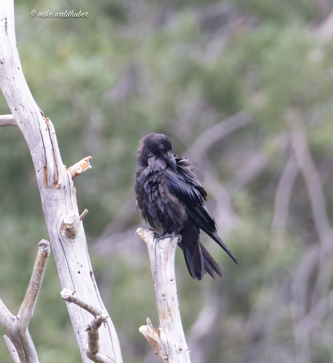 Common Raven - ML623020279