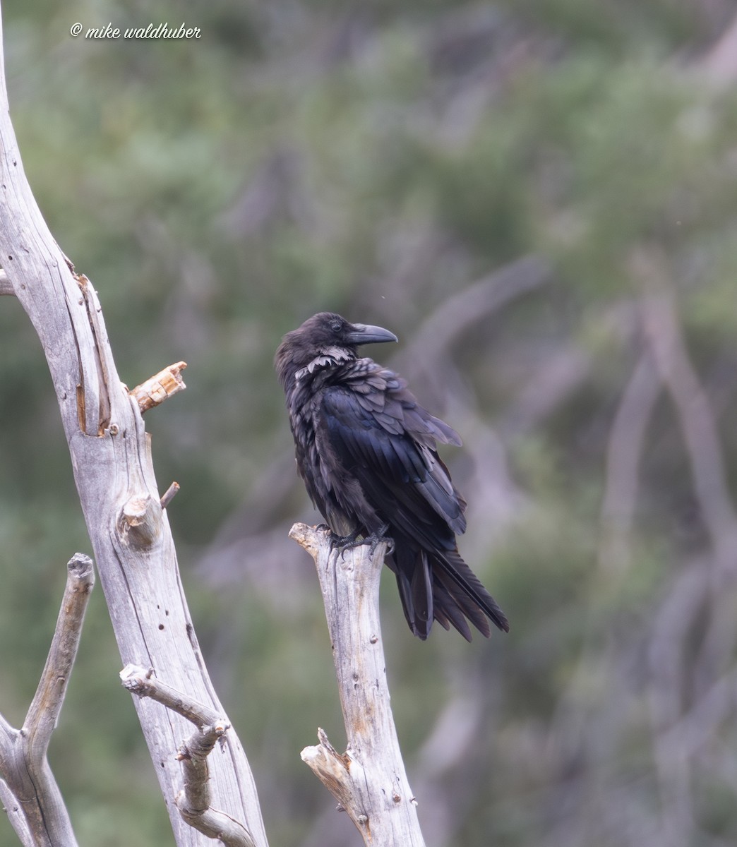 Common Raven - Mike Waldhuber