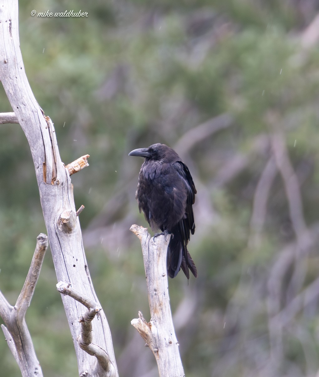 Common Raven - ML623020285