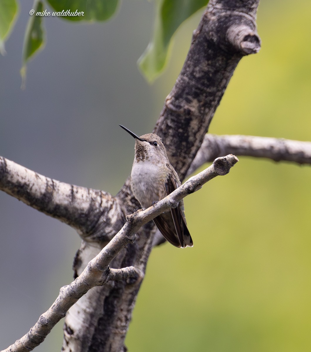 Anna's Hummingbird - ML623020305