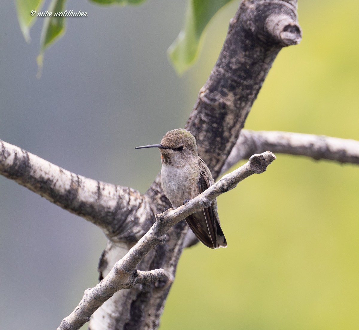 Anna's Hummingbird - ML623020306