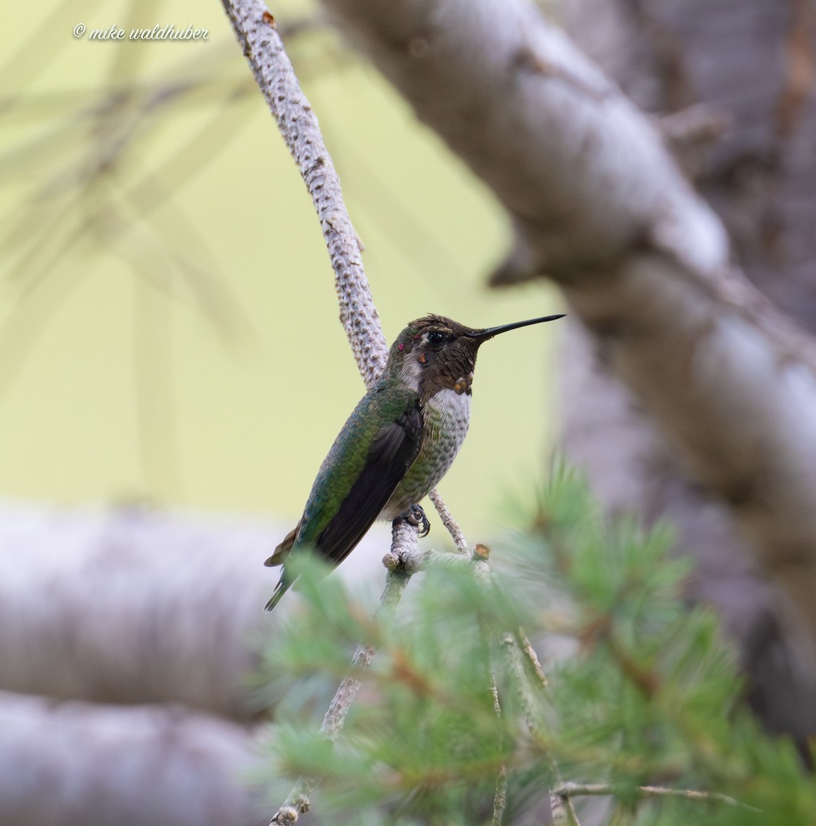 Anna's Hummingbird - ML623020313