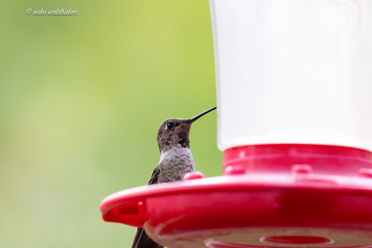 Anna's Hummingbird - ML623020314