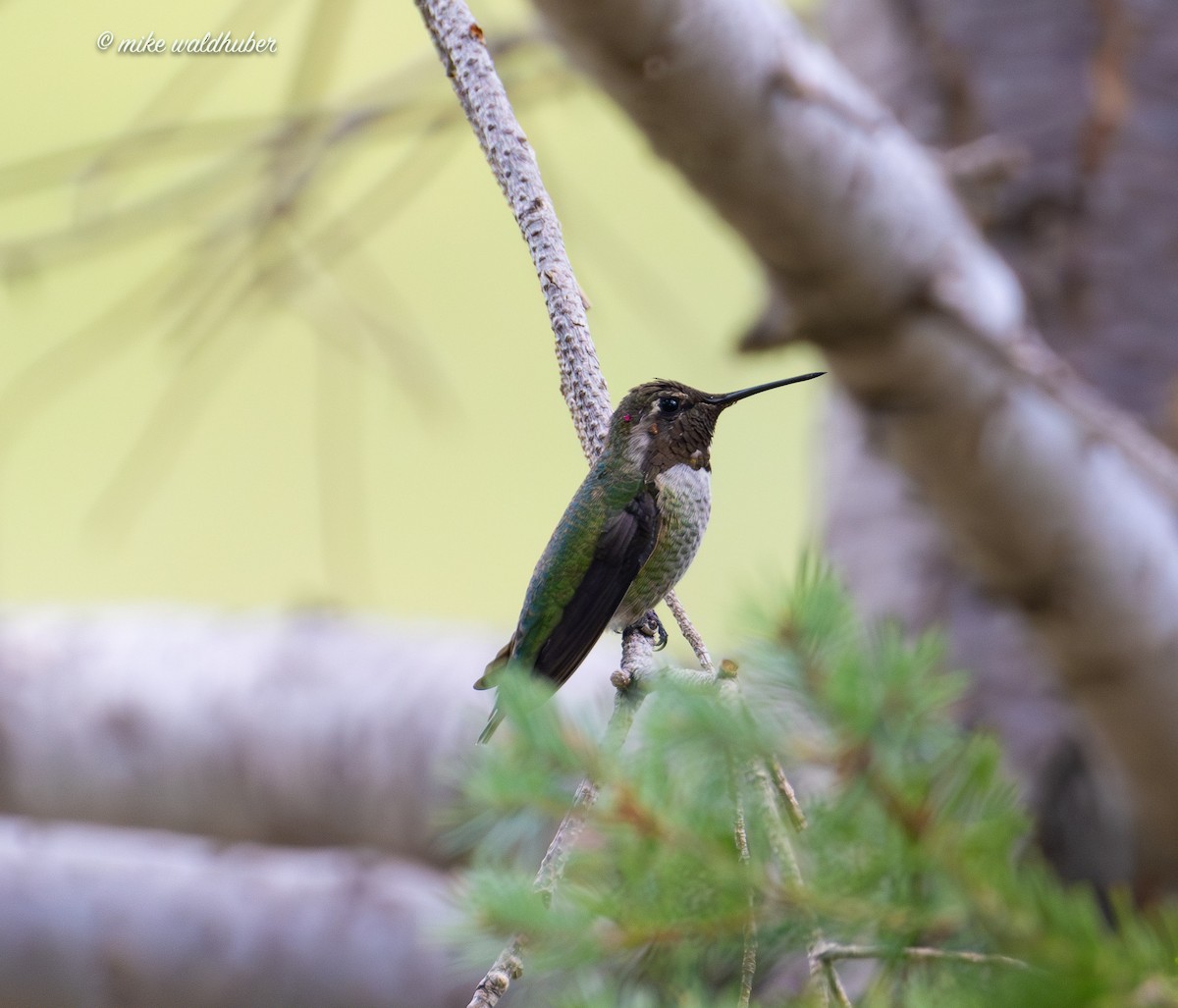 Anna's Hummingbird - ML623020315