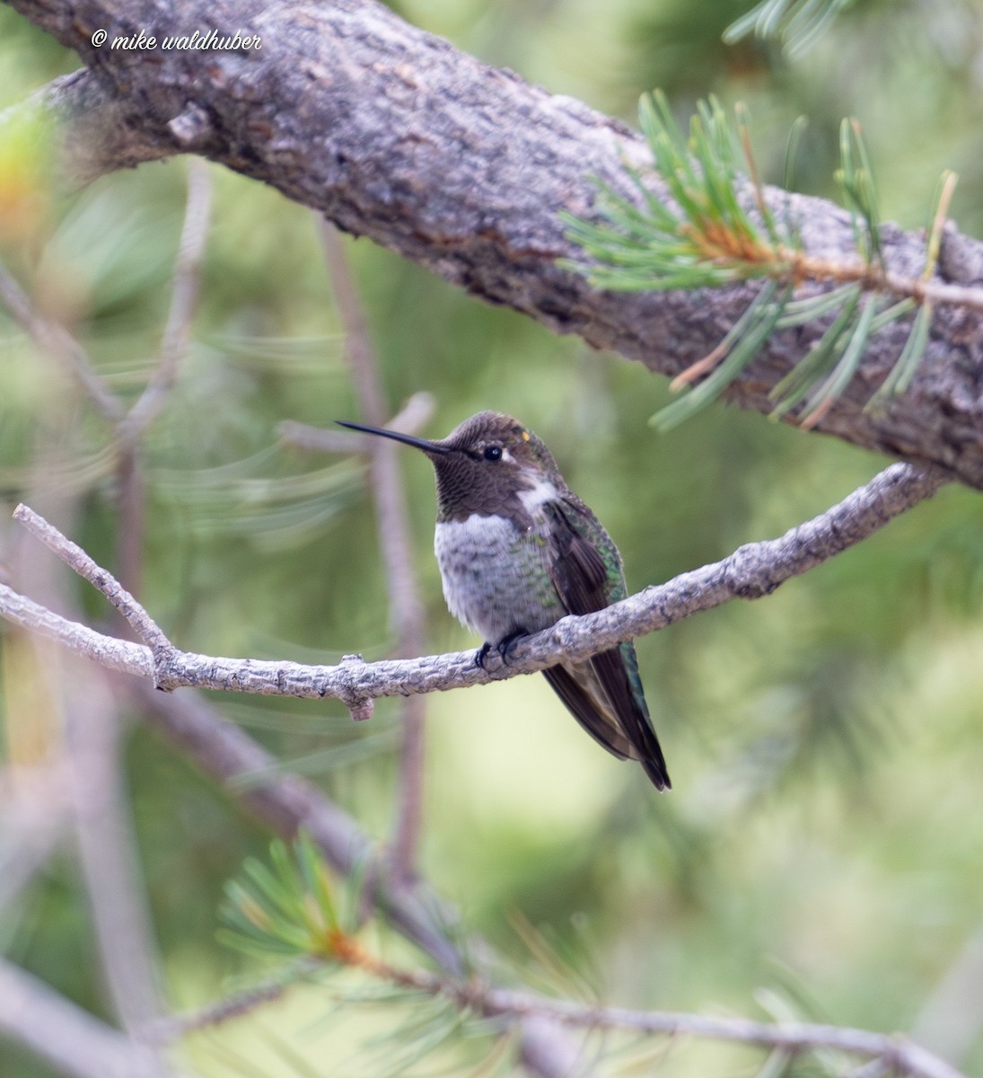 Anna's Hummingbird - ML623020316