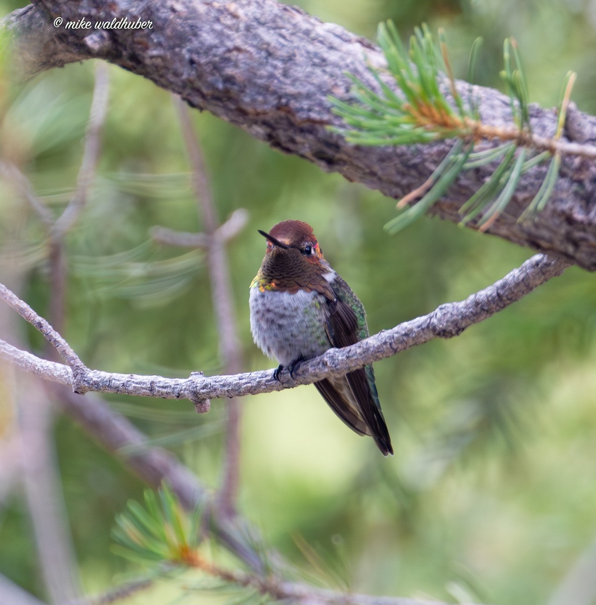 Anna's Hummingbird - ML623020317