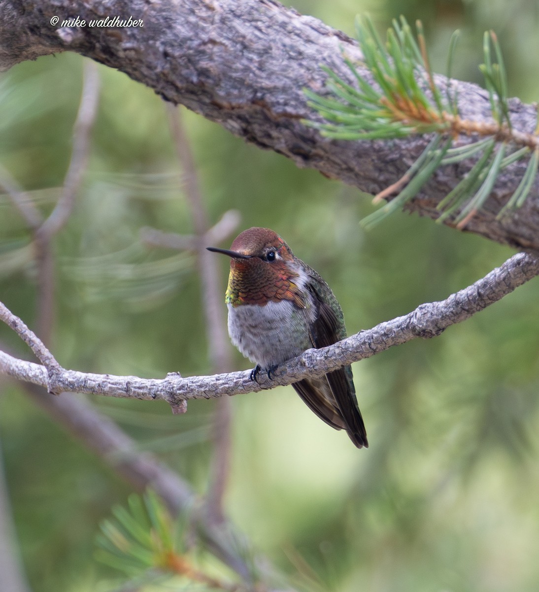 Anna's Hummingbird - ML623020318