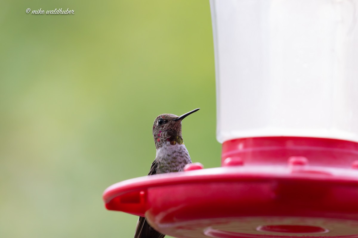 Anna's Hummingbird - ML623020319