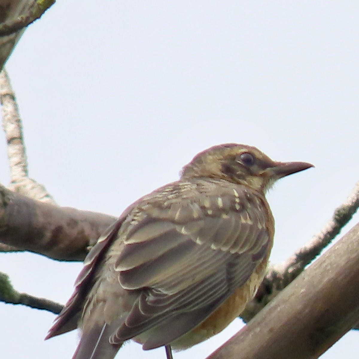 American Robin - Jocelyn K