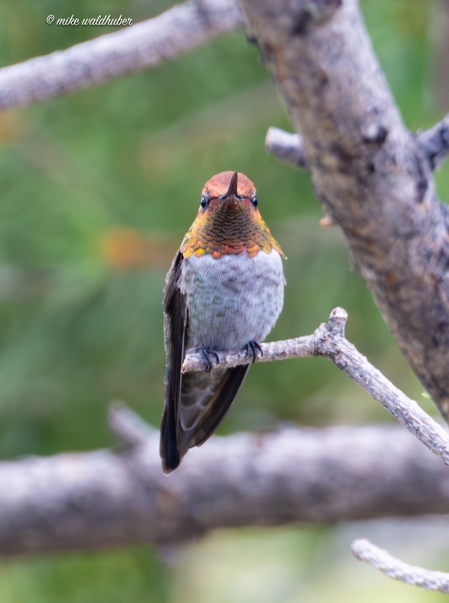 Anna's Hummingbird - ML623020328