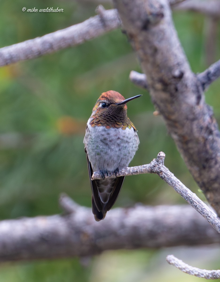 Anna's Hummingbird - ML623020329