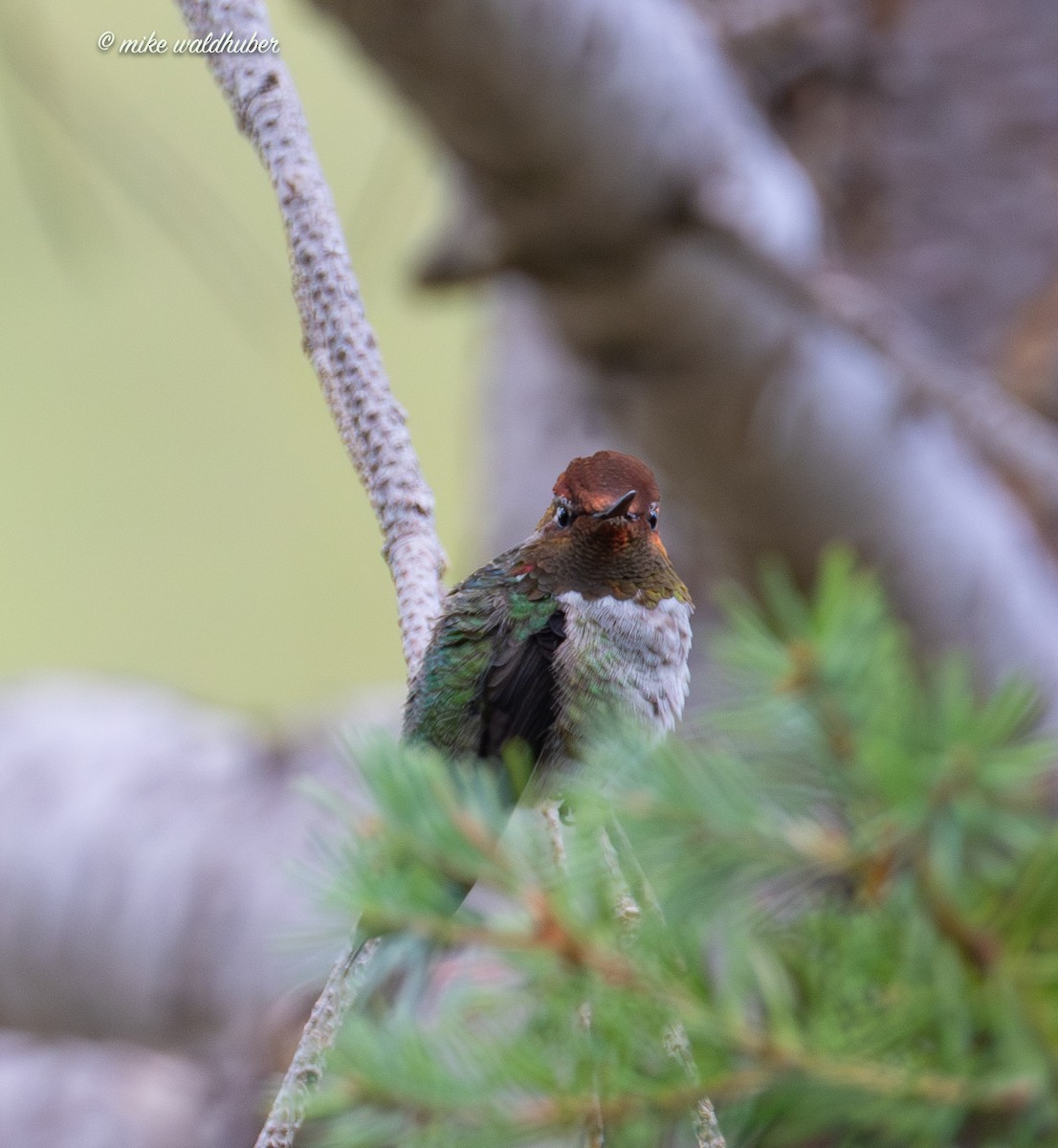 Anna's Hummingbird - ML623020330